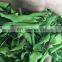 Best quality lemon leaf from Vietnam