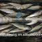 Landing frozen horse mackerel with size 60 - 80