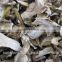 White Porcini Mushroom Dried Boletus price with High quality