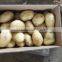 2015 New Crop of the Potato With Lowest Price