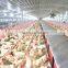 Complete Set High Quality Poultry Equipment for Poultry Farm