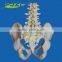 Life-size 5 lumbar vertebra, pelvis anatomic model