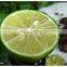 FRESH LIME WITH BEST PRICE AND GOOD QUALITY