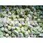 IQF frozen kiwi diced with good quality for sale