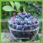 frozen iqf wild blueberry
