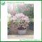 Colorful Bougainvillea Bonsai Living Tree Sales
