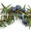 Juniper Berry Oil Manufacturer.