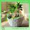 Beautiful Handing made wicker basket to decorate