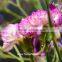 Home Decor Good Quality Carnation Cut Flower Prices Factory Directly Sell Purple Fresh Cut Carnation Flower