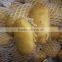 fresh sweet potato 10kg Ctn