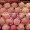 2015 new crop chinese fresh Fuji Apple from Pengjie