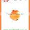 Export Best quality fresh red yellow white onion
