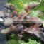 Environmental Protection Artificial Green Wall Succulent Plant Wall