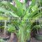 Ravenala madagascariensis-Travelers Palm-trees-plants high 2-7m