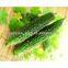 High quality Balsam pear extract/balsam pear extract powder/Balsam pear powder