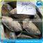 300g-500g Tilapia WR quality guarantee