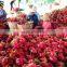 fresh dragon fruit