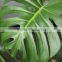 Hot sell Monstera Leaves and other fresh cut Roses from China with high quality