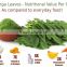 100% Super Moringa Oleifera Capsules for Bulk Suppliers