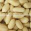 Leading Exporter for Peanut