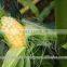Pure Yellow Maize Seeds