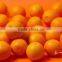 VALENCIA ORANGE