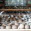 White Copra Premium Quality