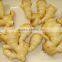 2014 new crop top Chinese ginger seeds for sale