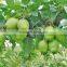 Chinese fresh early su pear with best price for export