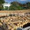 Tongkat Ali Root, Eurycoma Longifolia Jack, (Whole, Slice)