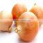 Producer & Supplier of Fresh Yellow Onion from India