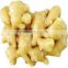 China Fresh Ginger with Factory Price in Hot Sale