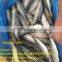 Whole Sale New Coming Pacific/Chub Frozen Mackerel