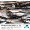 Frozen herring sardine fish