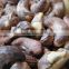 CCD sensor cashew nut color sorter machine