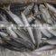 wholesale sea frozen food mackeral horse