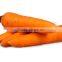 Chinese fresh Vegetable fresh market carrot