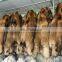 Splicing Raccoon Fur strips