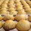Beikn machinery filled maamoul maker cookie encrusting forming machines
