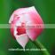 names of flowers large head bright pink tulip used for decoration