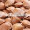 Supply roasted and raw apricot kernels in sheel for sale