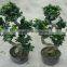 ornamental shaped ficus bonsai