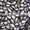 Black watermelon seeds 2014 new crop