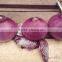 2016 new crop fresh onion for exporting