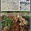 Manufacturer Sale Ammonium Sulfate Ammonium Sulfate Food Grade Ammonium Sulfate
