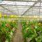 BLD Large Multi-span Plastic film Green house and commercial green house for plant growth