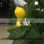 SJ10#180762 indoor artificial lemon tree bonsai ,2015 new arrival and high simulation tree GuangZhou