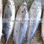skipjack tuna in fish