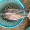 Frozen new fish Bonito tuna whole