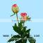 Environment-friendly Fresh Rose Supply Fresh Cut Roses Hopeshow for Parties From KUNMING